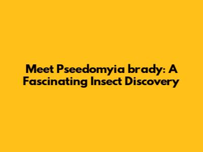 Meet Pseedomyia brady: A Fascinating Insect Discovery