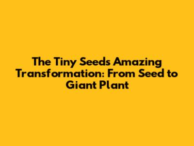 The Tiny Seed's Amazing Transformation: From Seed to Giant Plant