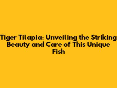 Tiger Tilapia: Unveiling the Striking Beauty and Care of This Unique Fish