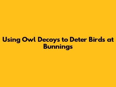 Using Owl Decoys to Deter Birds at Bunnings